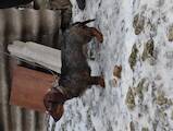 Собаки, щенята Жорсткошерста такса, ціна 6000 Грн., Фото