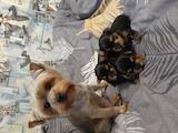 Собаки, щенки Йоркширский терьер, цена 6500 Грн., Фото