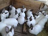 Животноводство Кролиководство, цена 150 Грн., Фото