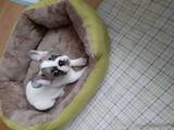 Собаки, щенки Французский бульдог, цена 6000 Грн., Фото