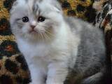 Кошки, котята Шотландская вислоухая, цена 14000 Грн., Фото