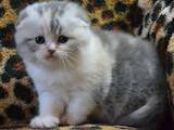 Кошки, котята Шотландская вислоухая, цена 14000 Грн., Фото