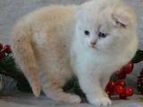 Кошки, котята Шотландская короткошерстная, цена 6000 Грн., Фото