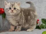 Кошки, котята Шотландская вислоухая, цена 5000 Грн., Фото