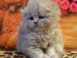 Кошки, котята Шотландская вислоухая, цена 9000 Грн., Фото