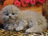 Кошки, котята Шотландская вислоухая, цена 9000 Грн., Фото