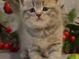 Кішки, кошенята Шотландська короткошерста, ціна 3500 Грн., Фото