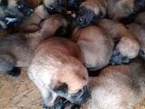 Собаки, щенки Бельгийская овчарка (Малинуа), цена 6000 Грн., Фото