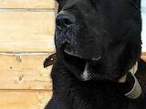 Собаки, щенята Середньоазіатська вівчарка, ціна 1000 Грн., Фото