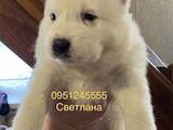 Собаки, щенки Среднеазиатская овчарка, цена 5500 Грн., Фото