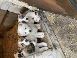 Собаки, щенки Среднеазиатская овчарка, цена 5500 Грн., Фото
