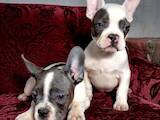 Собаки, щенки Французский бульдог, цена 8000 Грн., Фото