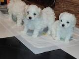 Собаки, щенки Мальтийская болонка, цена 10000 Грн., Фото
