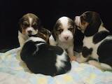 Собаки, щенки Бигль, цена 7000 Грн., Фото