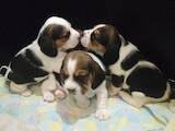 Собаки, щенки Бигль, цена 7000 Грн., Фото