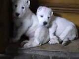 Собаки, щенки Среднеазиатская овчарка, цена 3000 Грн., Фото