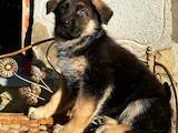 Собаки, щенки Немецкая овчарка, цена 7000 Грн., Фото