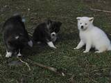 Собаки, щенята Акіта-іну, ціна 7000 Грн., Фото
