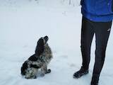 Собаки, щенки Русский спаниель, цена 2000 Грн., Фото