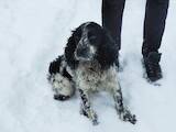 Собаки, щенята Російський спаніель, ціна 2000 Грн., Фото