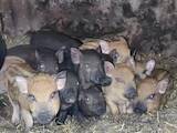 Животноводство,  Сельхоз животные Свиньи, цена 700 Грн., Фото