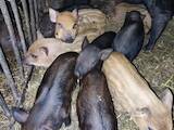 Животноводство,  Сельхоз животные Свиньи, цена 700 Грн., Фото