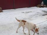 Собаки, щенята Естонський гончак, ціна 3000 Грн., Фото