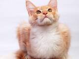 Кішки, кошенята Мейн-кун, ціна 9000 Грн., Фото