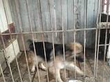 Собаки, щенята Німецька вівчарка, ціна 100 Грн., Фото