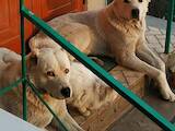 Собаки, щенята Середньоазіатська вівчарка, ціна 4000 Грн., Фото