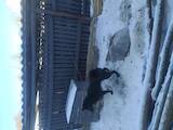 Собаки, щенята Східно-сибірська лайка, ціна 3200 Грн., Фото