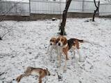 Собаки, щенки Русская борзая, цена 1200 Грн., Фото