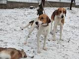 Собаки, щенки Русская борзая, цена 1200 Грн., Фото