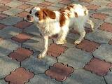 Собаки, щенята Різне, ціна 8500 Грн., Фото