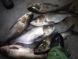 Продовольство Риба і рибопродукти, ціна 25 Грн./кг., Фото
