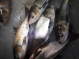 Продовольствие Рыба и рыбопродукты, цена 25 Грн./кг., Фото
