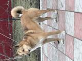 Собаки, щенята Західно-Сибірська лайка, ціна 1 Грн., Фото