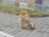 Собаки, щенята Чау-чау, ціна 15000 Грн., Фото