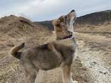 Собаки, щенята Західно-Сибірська лайка, ціна 6500 Грн., Фото