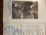 Собаки, щенки Западно-Сибирская лайка, цена 6500 Грн., Фото