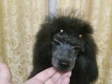 Собаки, щенята Карликовий пудель, ціна 10000 Грн., Фото