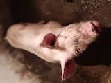 Тваринництво,  Сільгосп тварини Свині, ціна 70 Грн., Фото
