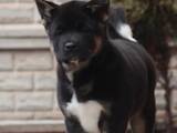 Собаки, щенята Американський акіта, ціна 14000 Грн., Фото
