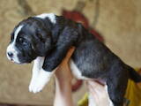 Собаки, щенята Середньоазіатська вівчарка, ціна 17000 Грн., Фото