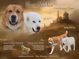 Собаки, щенки Среднеазиатская овчарка, цена 17000 Грн., Фото