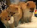 Собаки, щенки Померанский шпиц, цена 9500 Грн., Фото