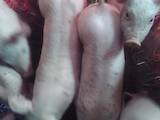Тваринництво,  Сільгосп тварини Свині, ціна 120 Грн., Фото