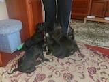 Собаки, щенята Кане Корсо, ціна 3000 Грн., Фото