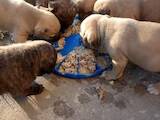 Собаки, щенки Мальоркский бульдог (Ка Де Бо), цена 2500 Грн., Фото