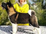Собаки, щенята Американський акіта, ціна 20000 Грн., Фото